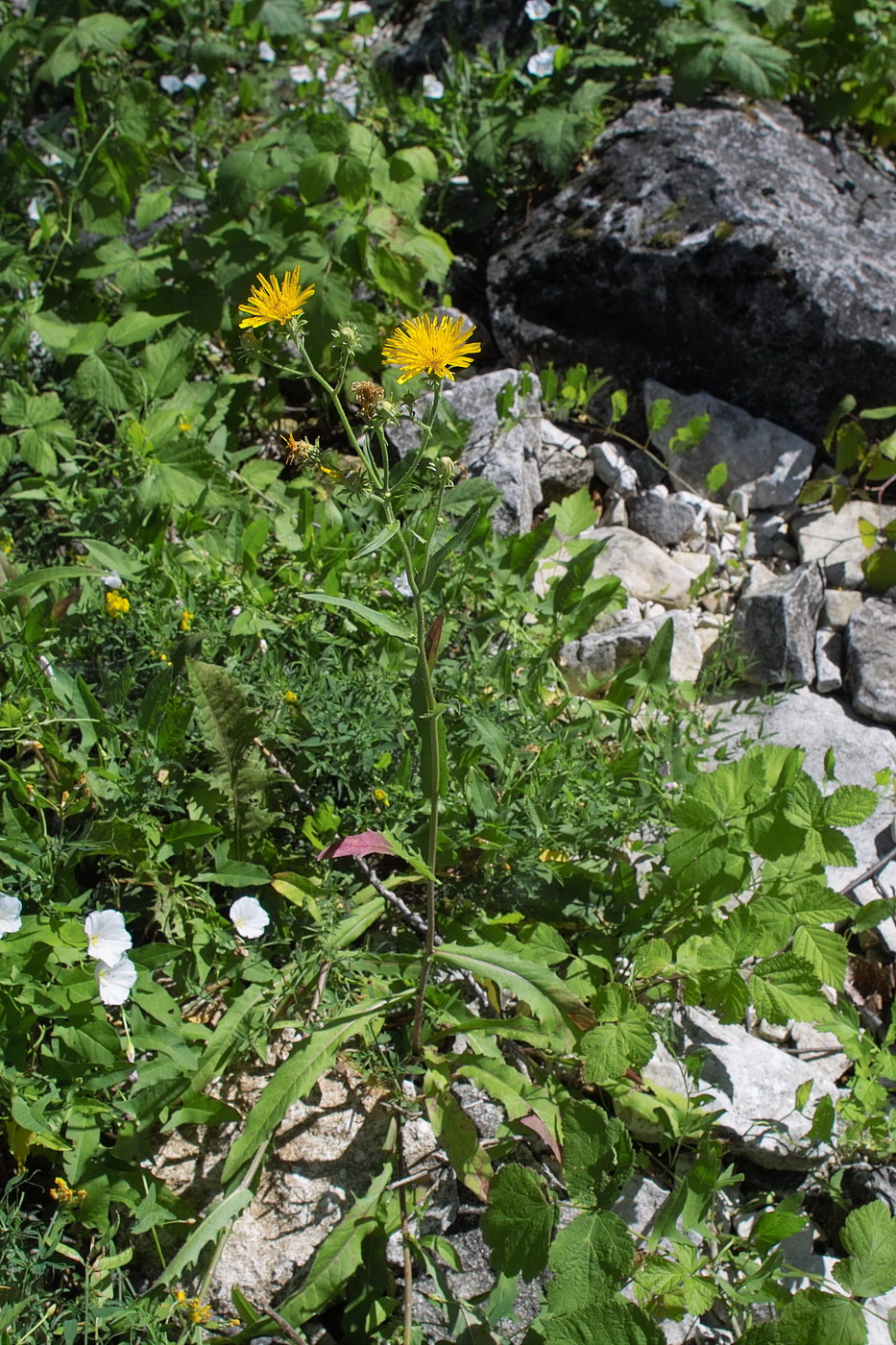 Image of Picris hieracioides specimen.