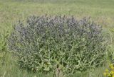 Nepeta parviflora. Цветущее растение. Украина, Днепропетровская обл., Криворожский р-н, окр. с. Широкое, склон балки, степь. 21.05.2016.