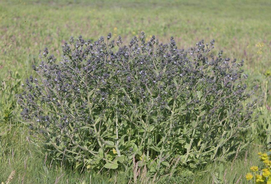 Image of Nepeta parviflora specimen.