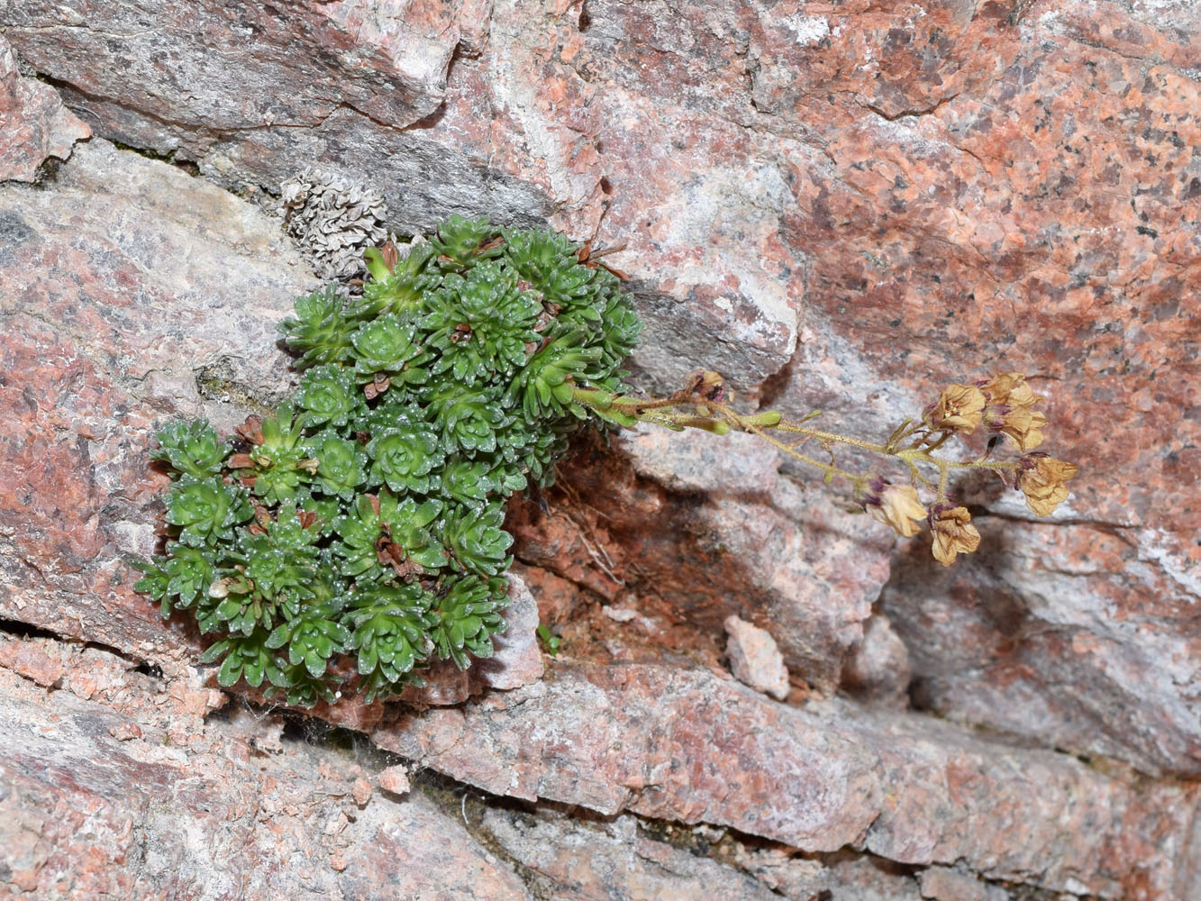 Изображение особи Saxifraga alberti.