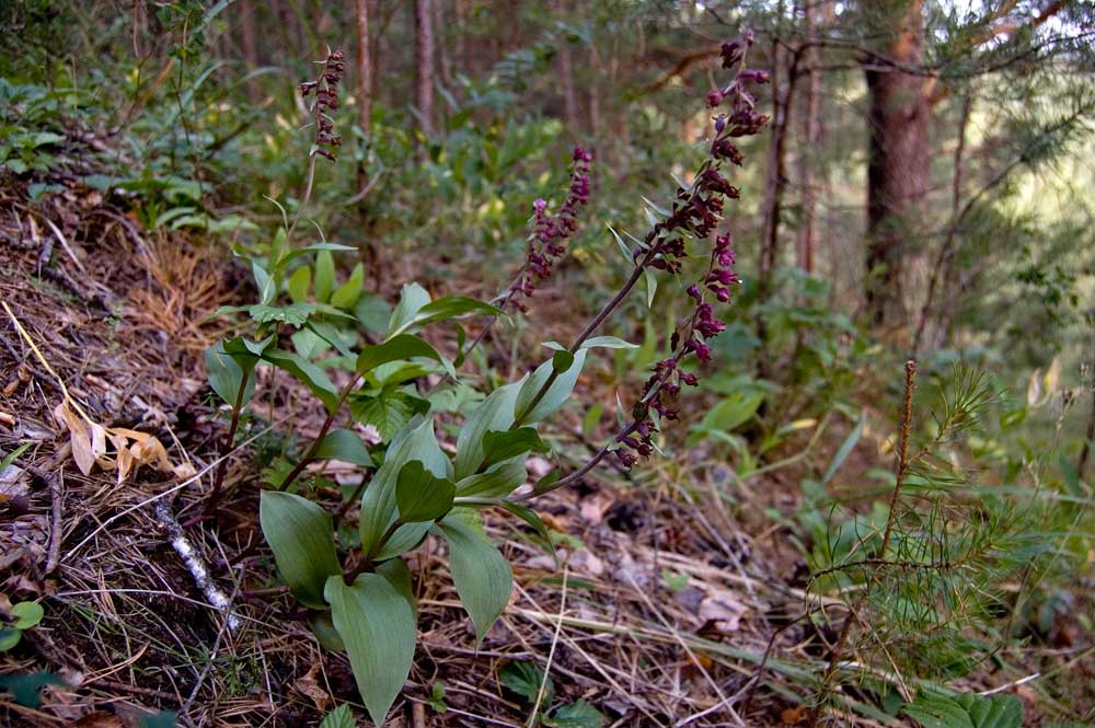 Image of Epipactis atrorubens specimen.