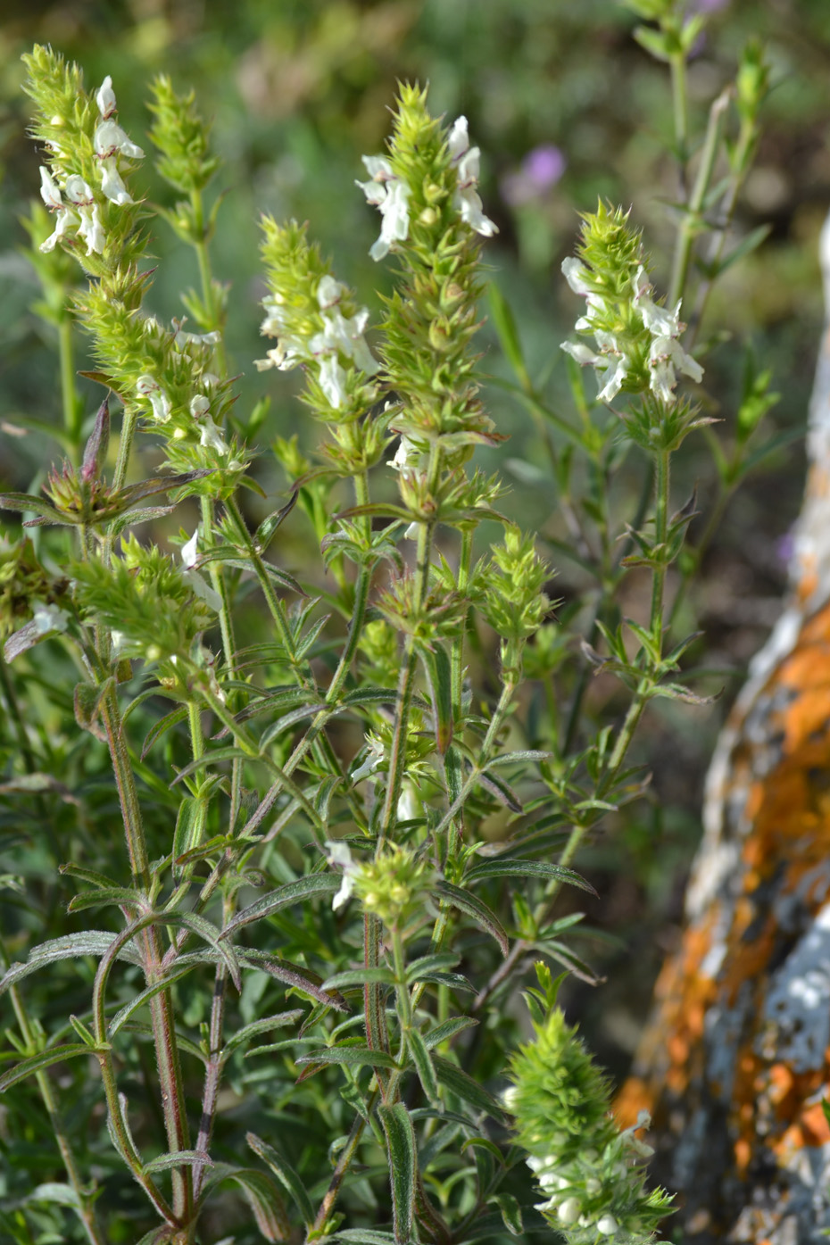 Image of Stachys atherocalyx specimen.