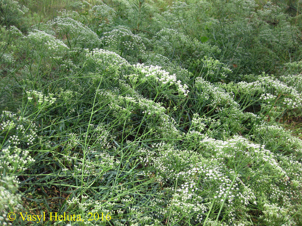 Изображение особи Falcaria vulgaris.