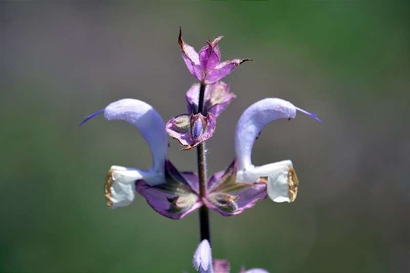 Изображение особи Salvia sclarea.