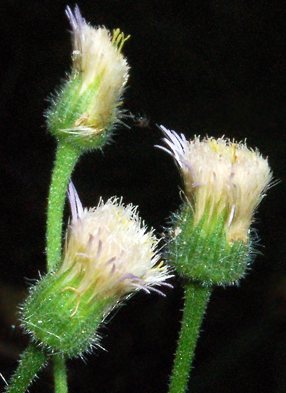 Image of Erigeron acris specimen.