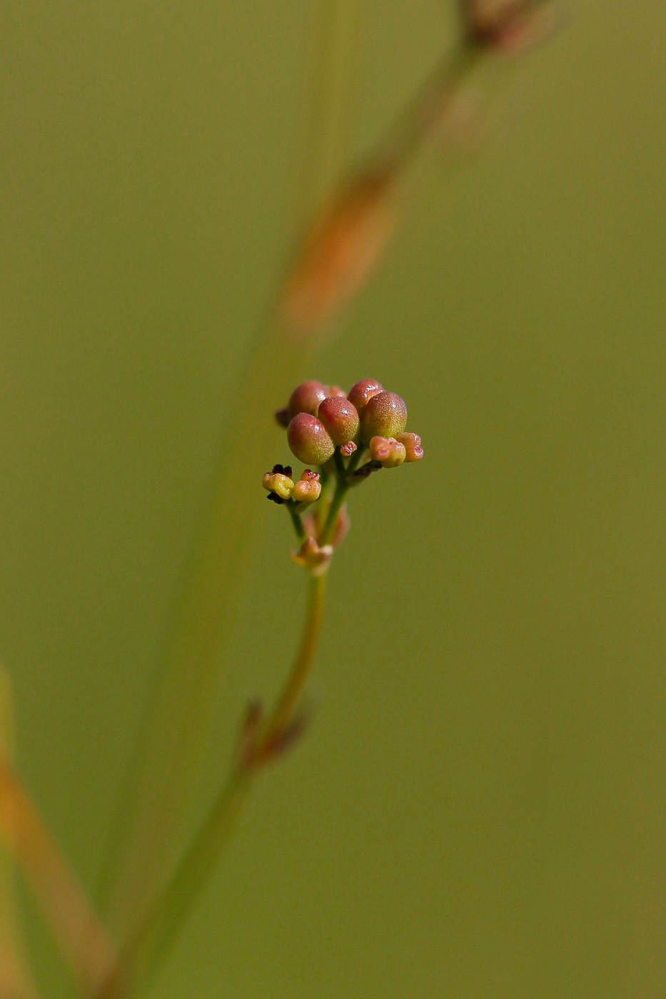 Image of Galium triandrum specimen.