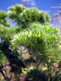 Echium vulgare