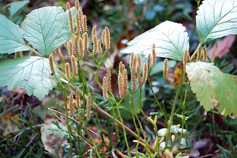 Image of Diphasiastrum complanatum specimen.