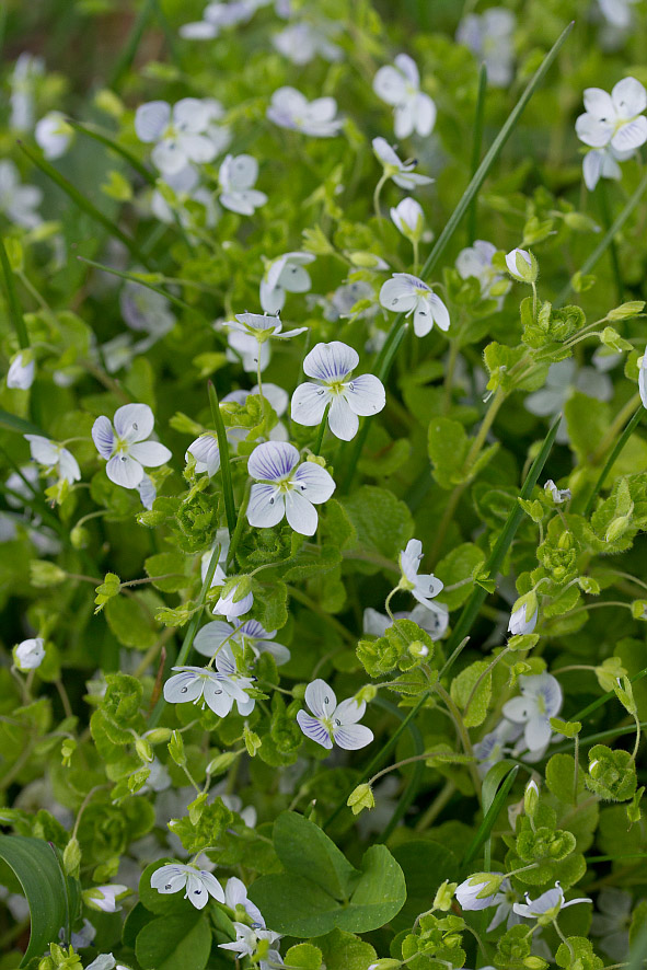 Image of Veronica filiformis specimen.