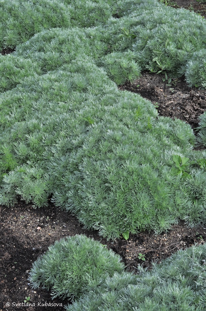 Image of Artemisia schmidtiana specimen.