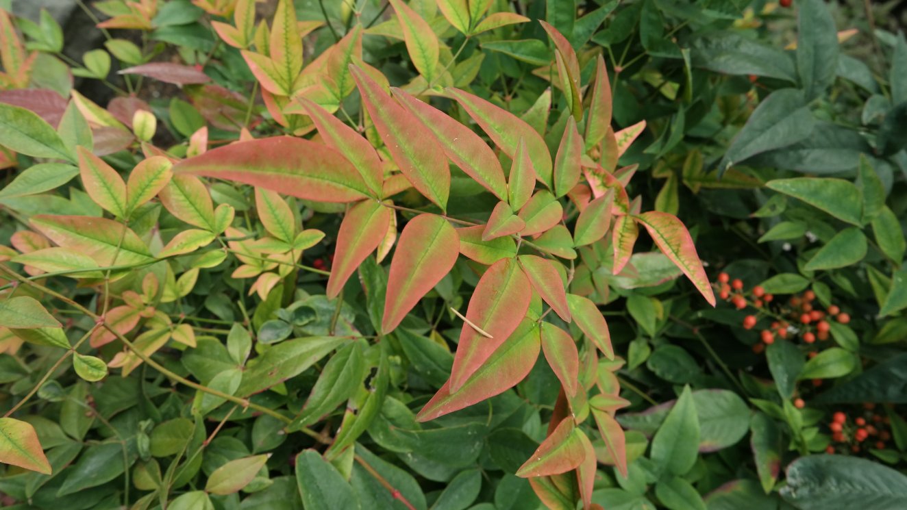 Image of Nandina domestica specimen.