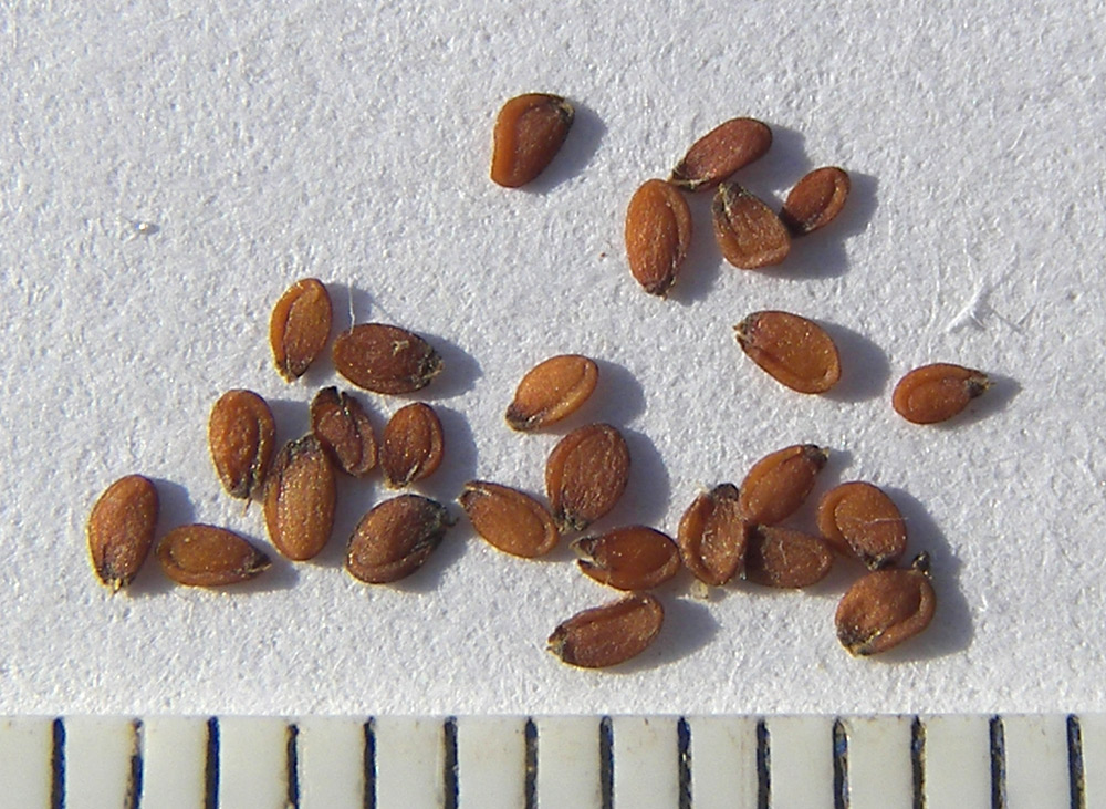 Image of Draba elisabethae specimen.