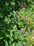 Psoralea bituminosa ssp. pontica