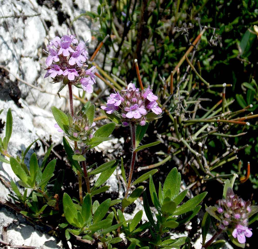 Image of Thymus elenevskyi specimen.