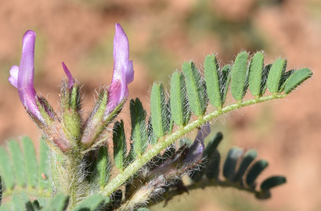 Изображение особи Astragalus camptoceras.