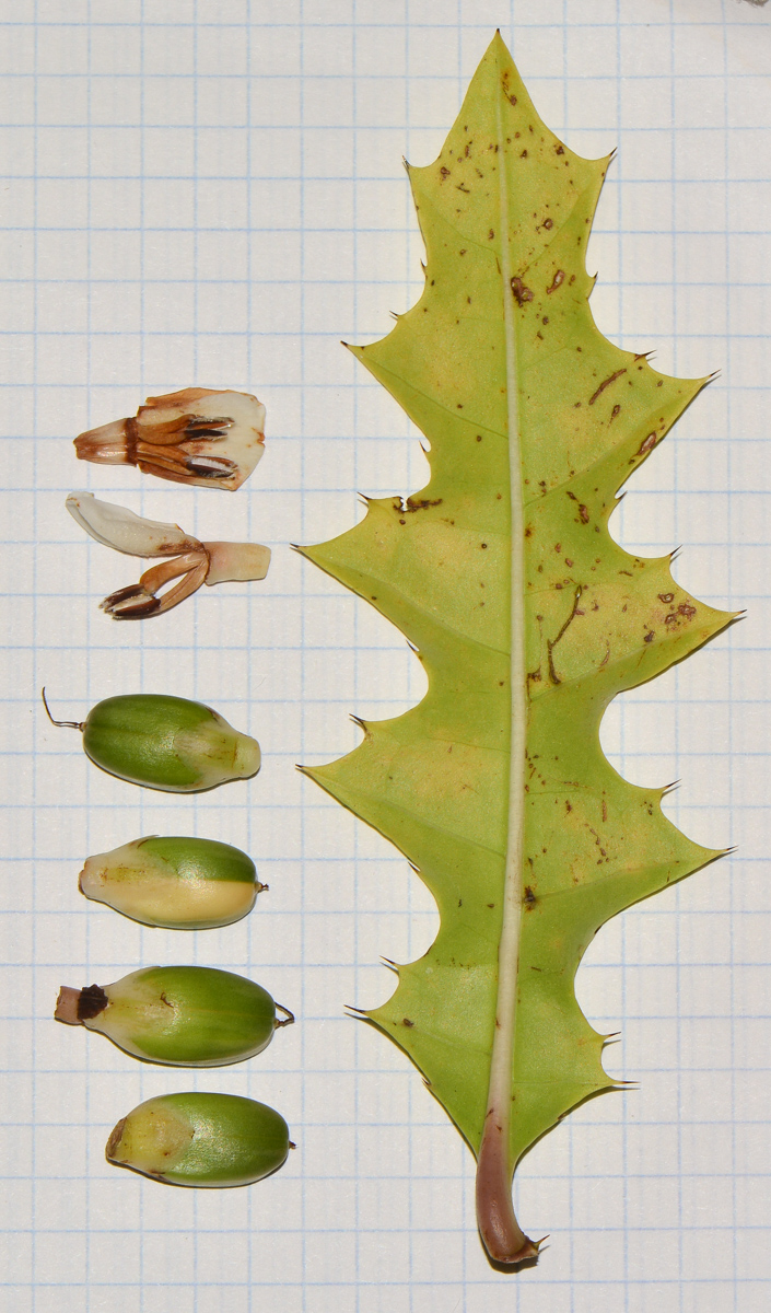 Image of Acanthus ilicifolius specimen.