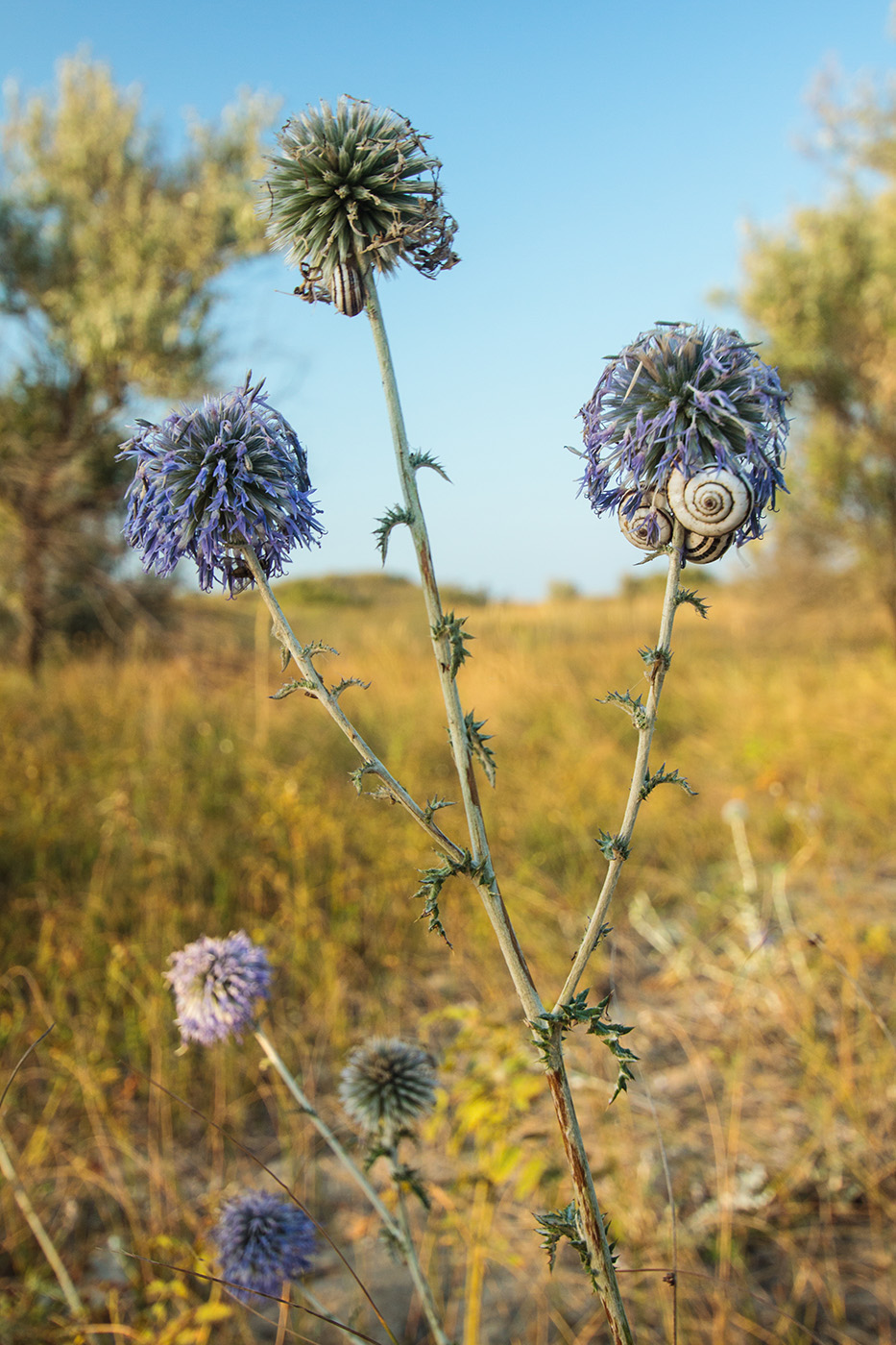 Изображение особи Echinops ruthenicus.