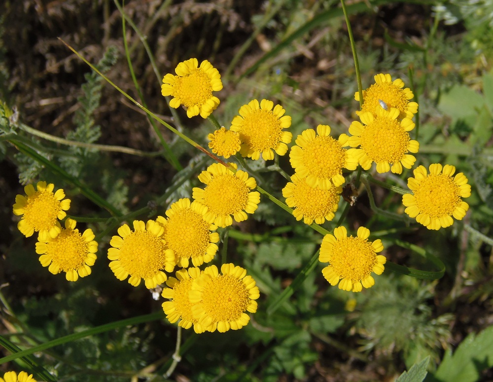 Изображение особи Tanacetum millefolium.