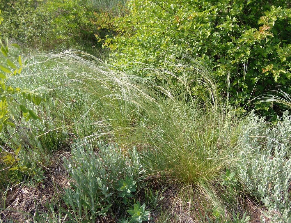 Изображение особи Stipa dasyphylla.