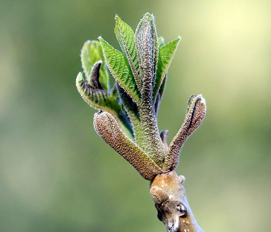 Image of Aesculus hippocastanum specimen.