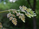 Gymnocladus dioicus