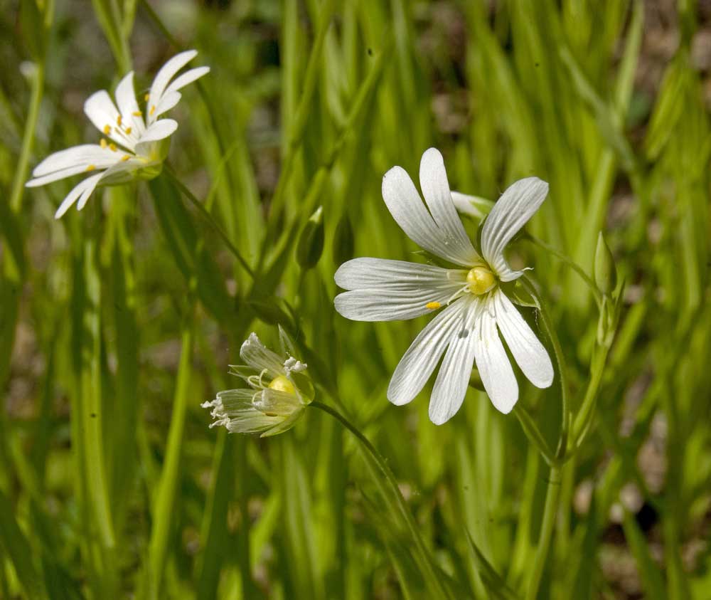 Image of Stellaria holostea specimen.