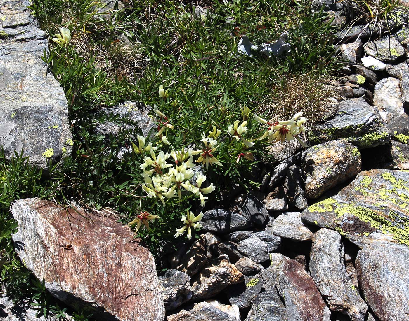 Image of Trifolium polyphyllum specimen.