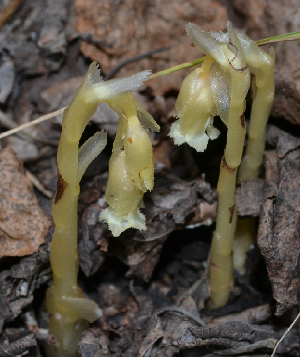 Изображение особи Hypopitys monotropa.