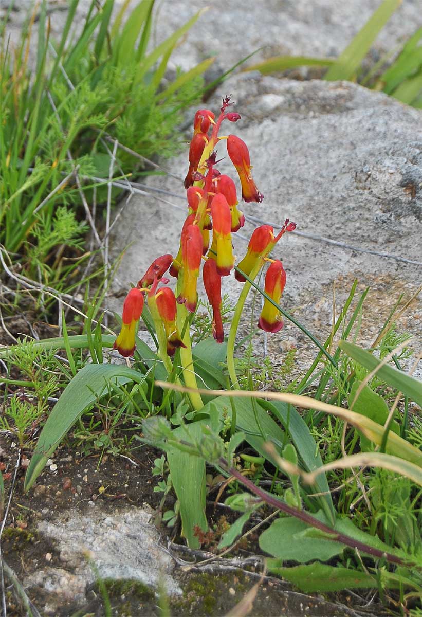 Image of Lachenalia aloides specimen.