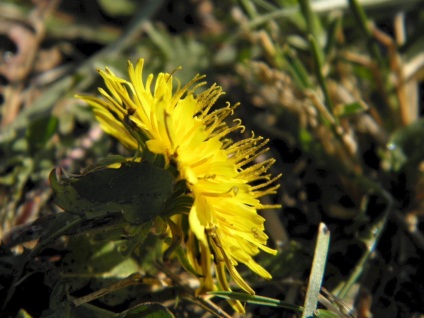 Image of Taraxacum tenellisquameum specimen.