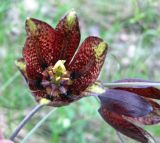 Fritillaria ruthenica. Цветки. Украина, Черкасская обл., Каневский р-н, Региональный ландшафтный парк \"Трахтемиров\", среди кустарников. 24 апреля 2010 г.