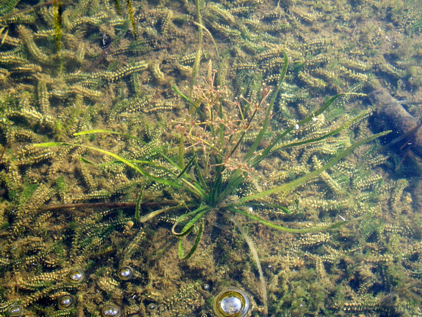 Image of Alisma gramineum specimen.