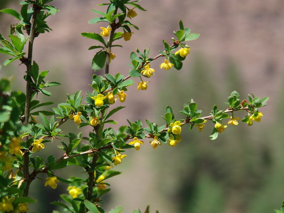 Image of Berberis sibirica specimen.