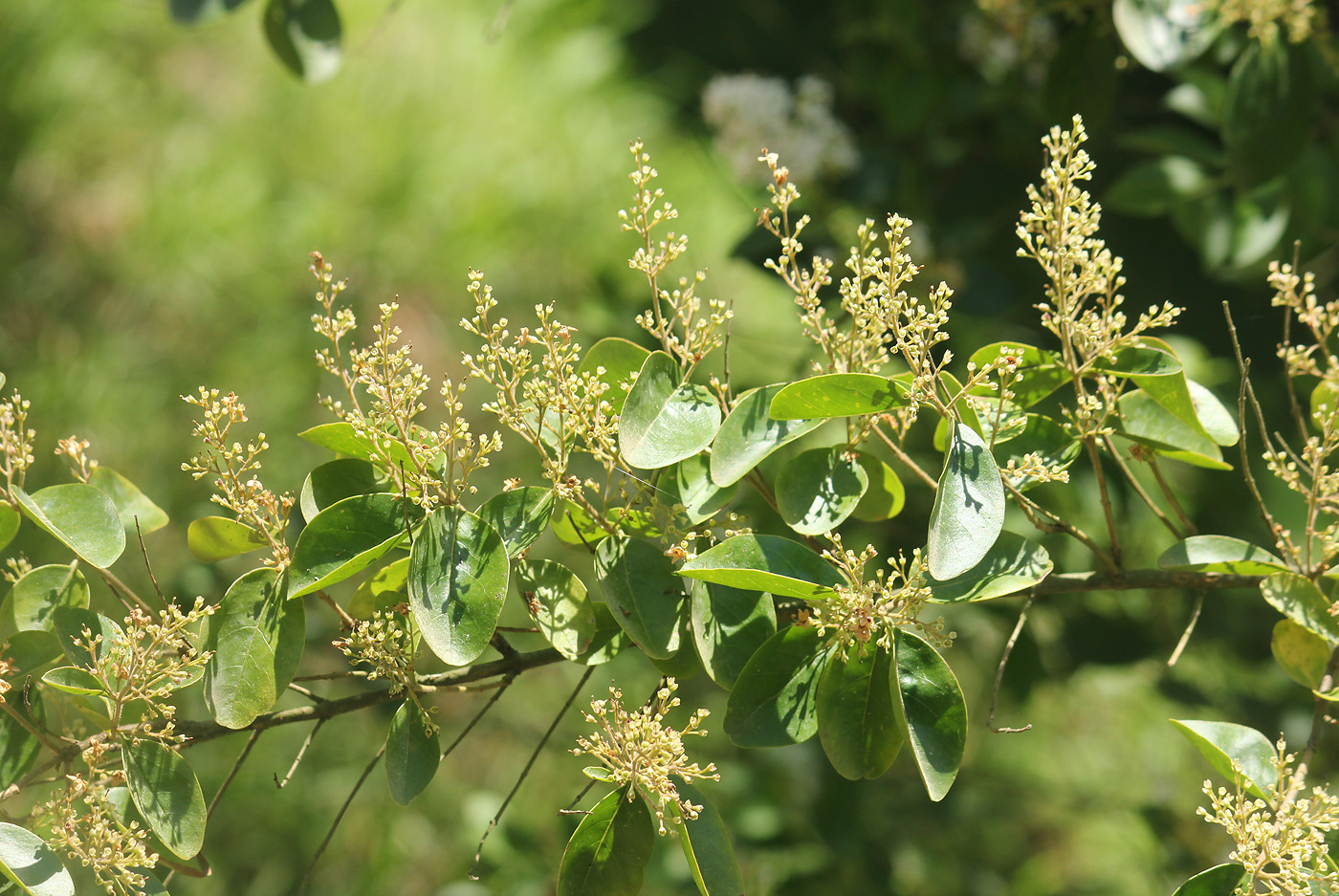 Image of Ligustrum lindleyi specimen.