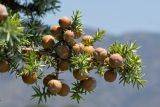 Juniperus oxycedrus подвид macrocarpa. Веточка с шишкоягодами. Греция, о-в Крит, ном Ханья (Νομός Χανίων), дим Киссамос (Κίσσαμος), прибрежная фригана. 25 июня 2017 г.