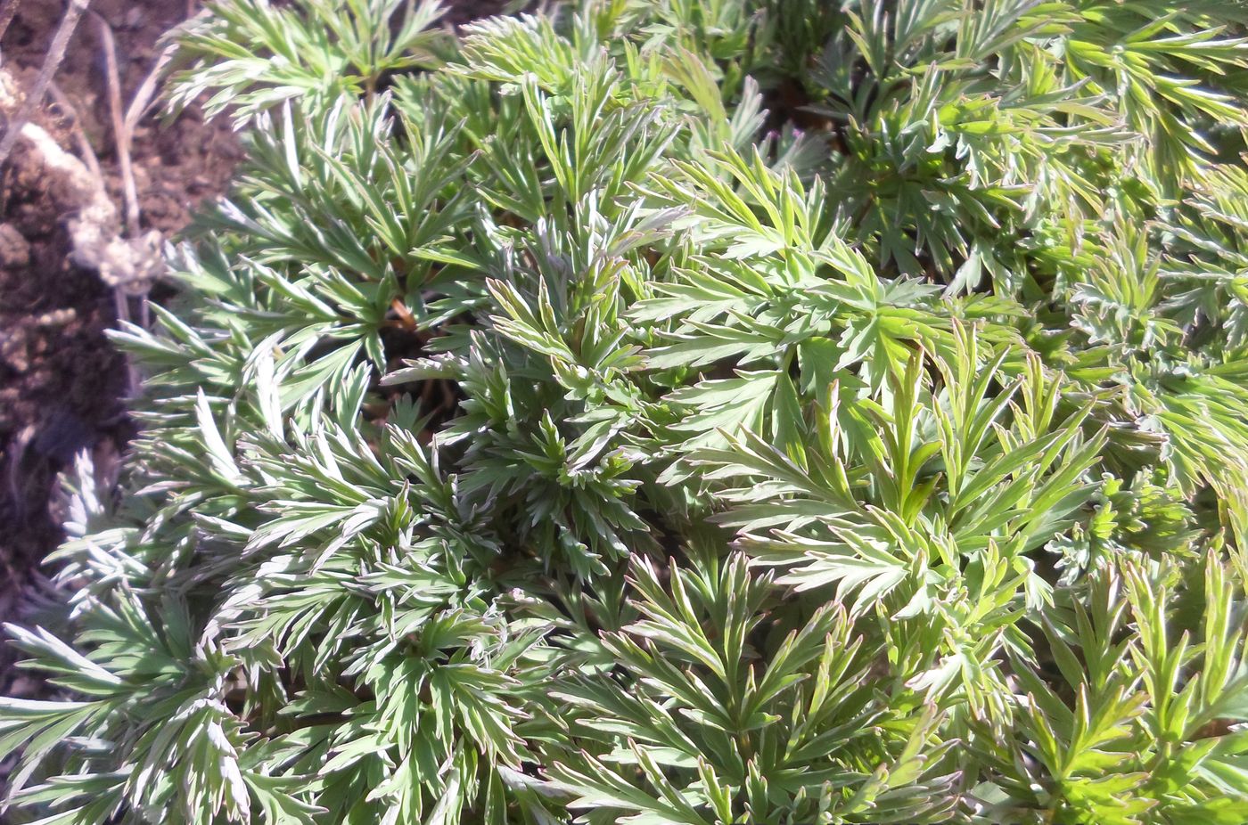 Image of Dicentra formosa specimen.