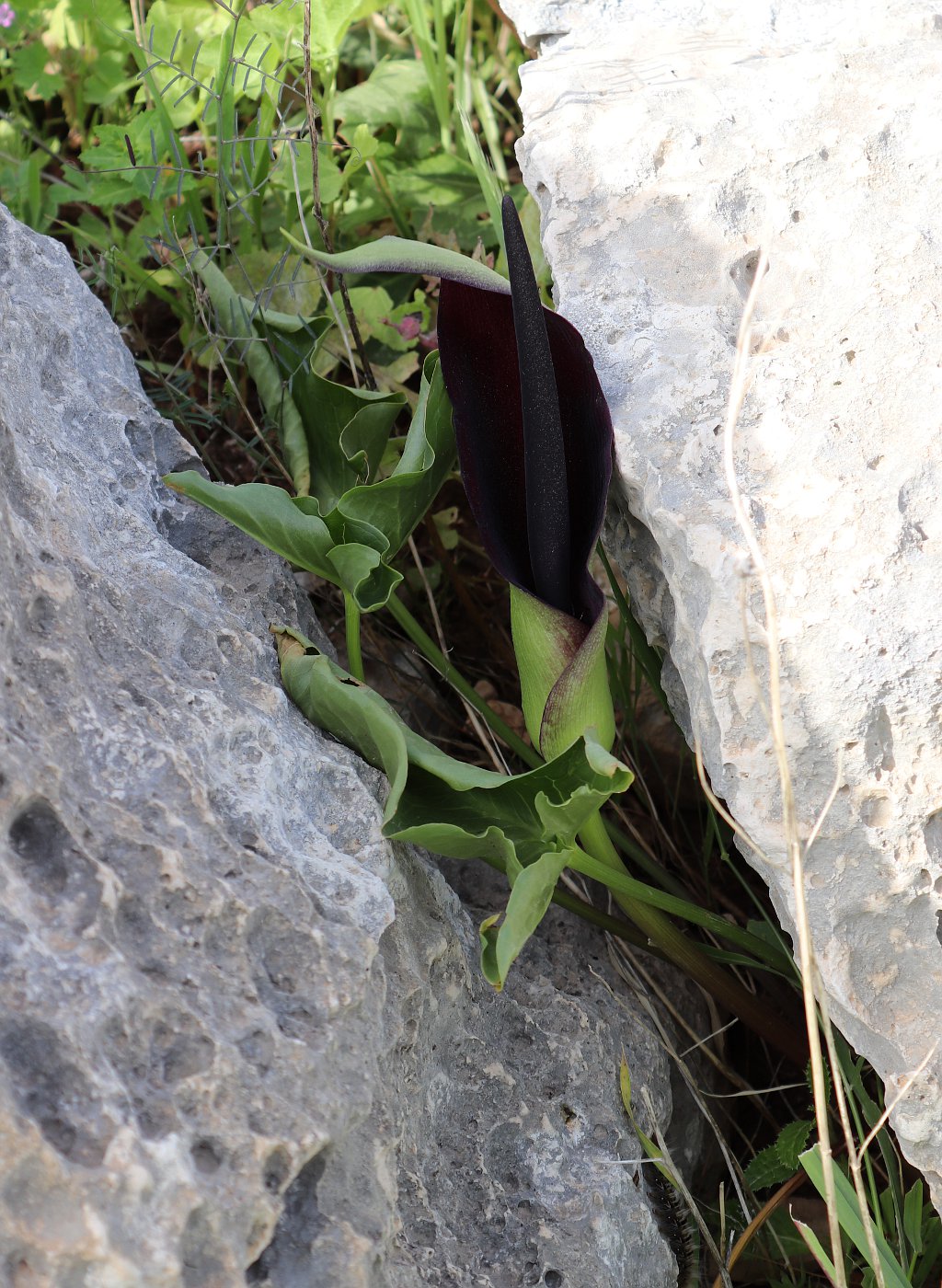 Image of Arum palaestinum specimen.