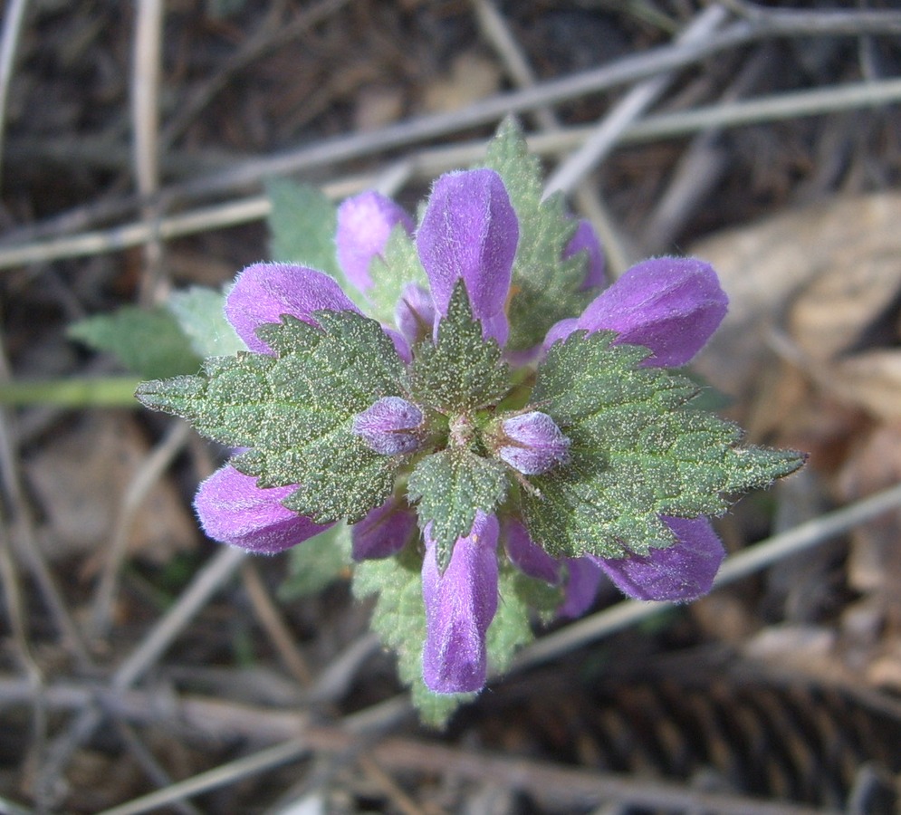 Изображение особи Lamium maculatum.