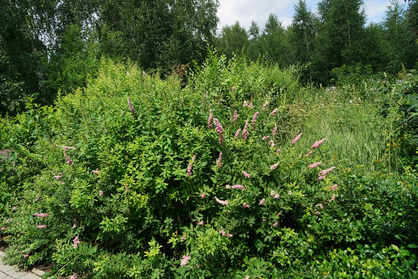 Image of Spiraea &times; billardii specimen.