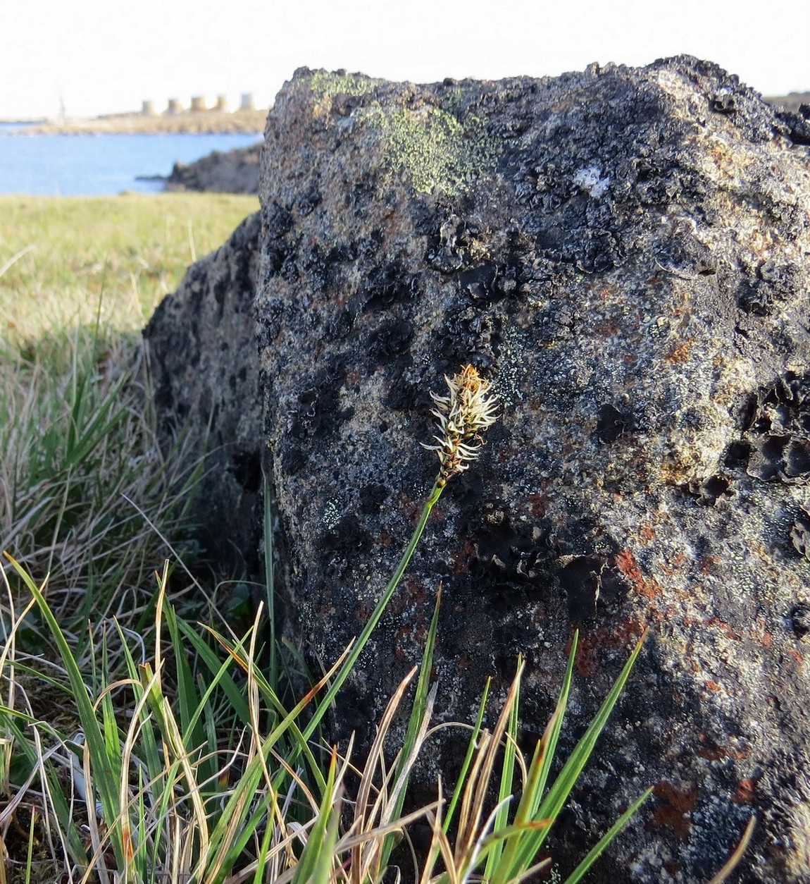 Image of Carex arctisibirica specimen.