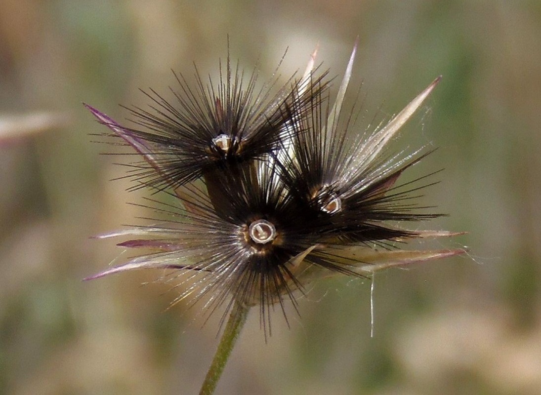 Изображение особи Crupina vulgaris.