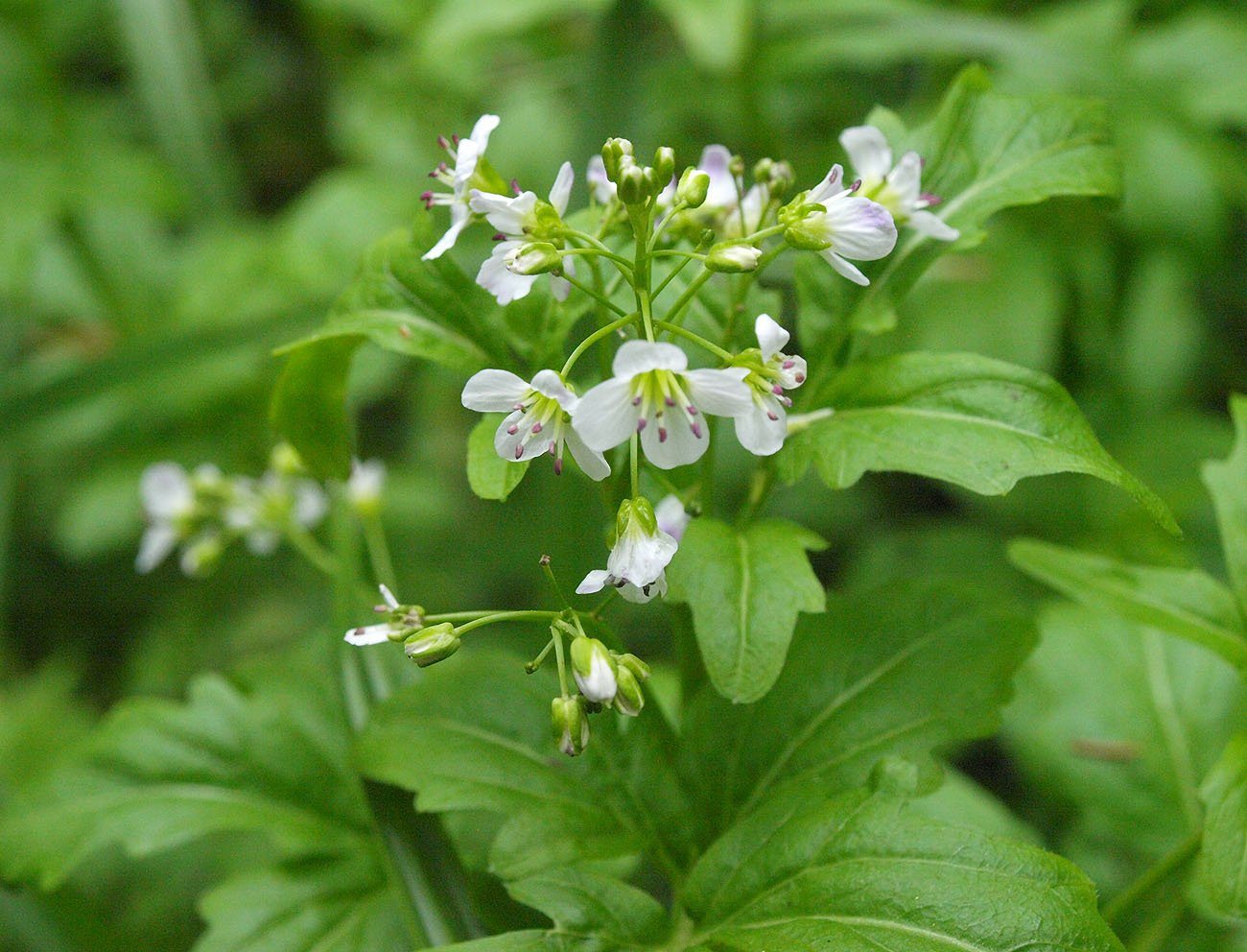 Image of Cardamine amara specimen.