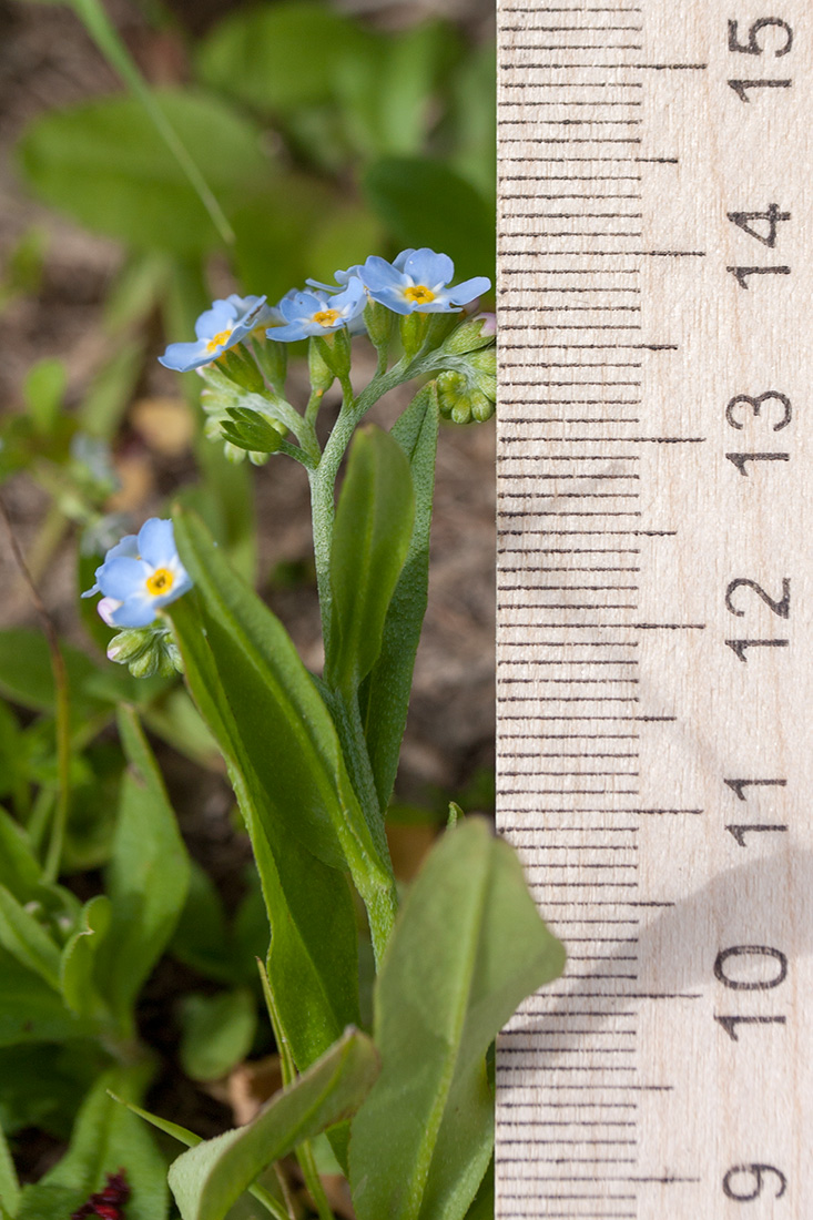 Image of Myosotis lithuanica specimen.