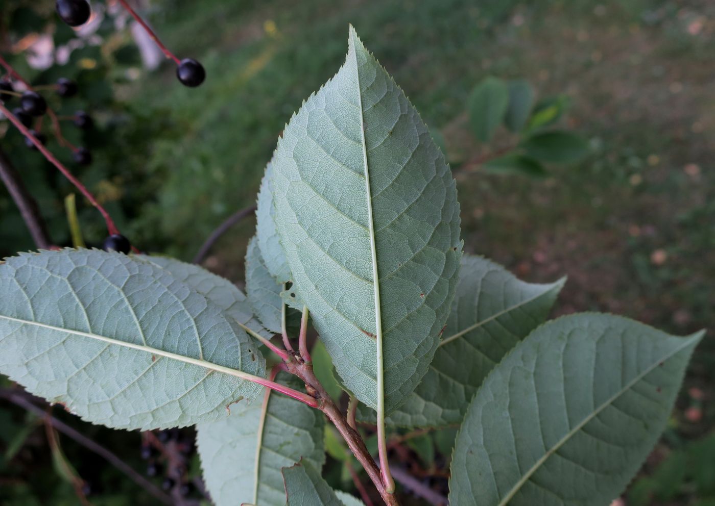 Image of Padus virginiana specimen.