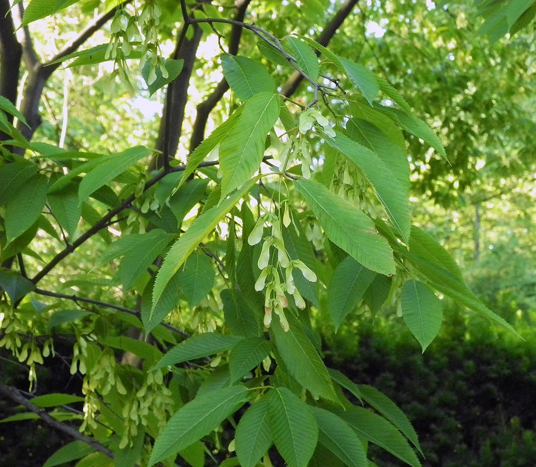 Image of Acer carpinifolium specimen.