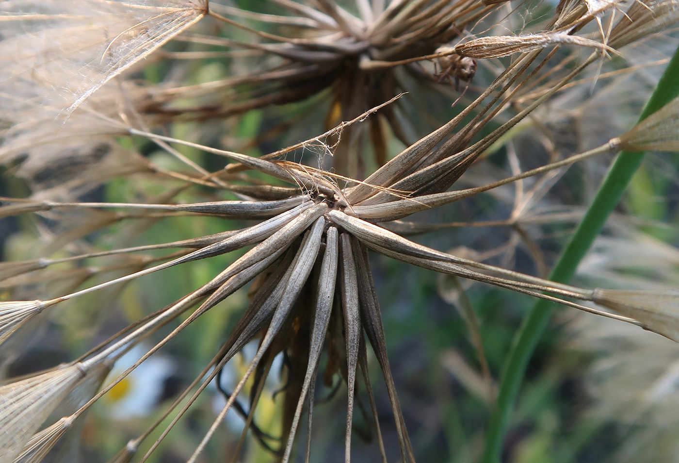 Image of Tragopogon sibiricus specimen.