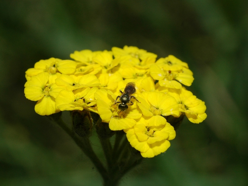 Image of Achillea tomentosa specimen.