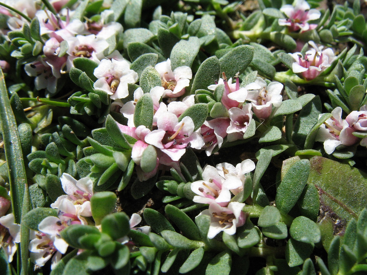 Image of Glaux maritima specimen.