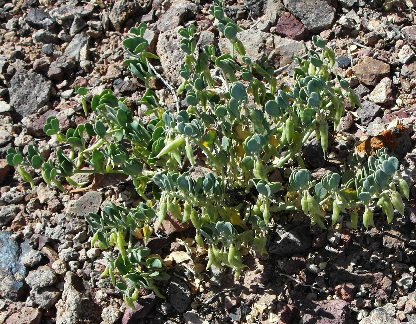 Image of Zygophyllum rosowii specimen.