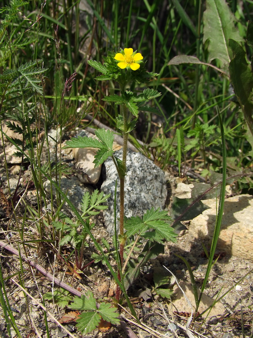 Image of Potentilla norvegica specimen.